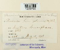 Puccinia minussensis image