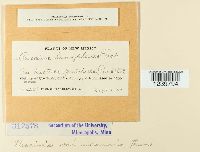 Puccinia minussensis image