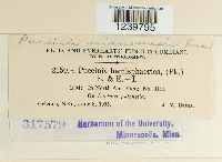 Puccinia minussensis image