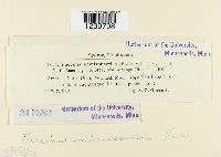 Puccinia minussensis image