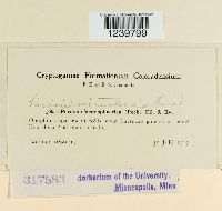 Puccinia minussensis image