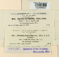 Puccinia minussensis image