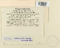 Puccinia minussensis image