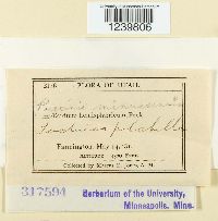 Puccinia minussensis image