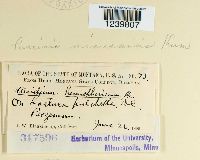 Puccinia minussensis image