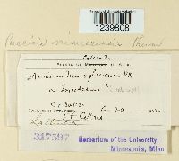 Puccinia minussensis image