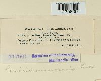 Puccinia minussensis image