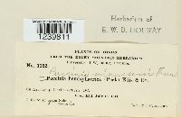 Puccinia minussensis image