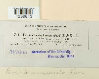 Puccinia minussensis image