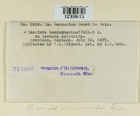 Puccinia minussensis image