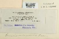 Puccinia minussensis image