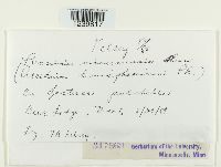 Puccinia minussensis image