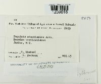 Puccinia minussensis image