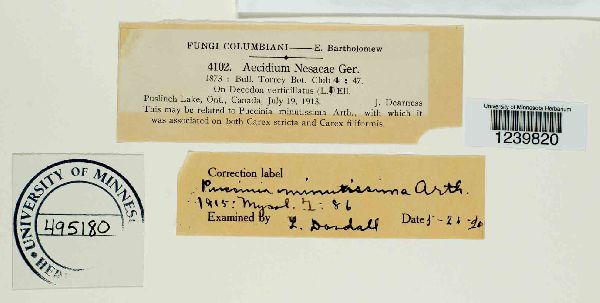 Puccinia minussensis image