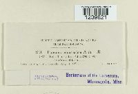 Puccinia minussensis image