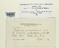 Puccinia minussensis image