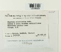 Puccinia minussensis image