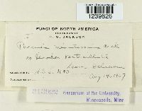 Puccinia minussensis image