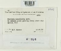 Puccinia minussensis image