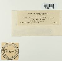 Puccinia monoica image