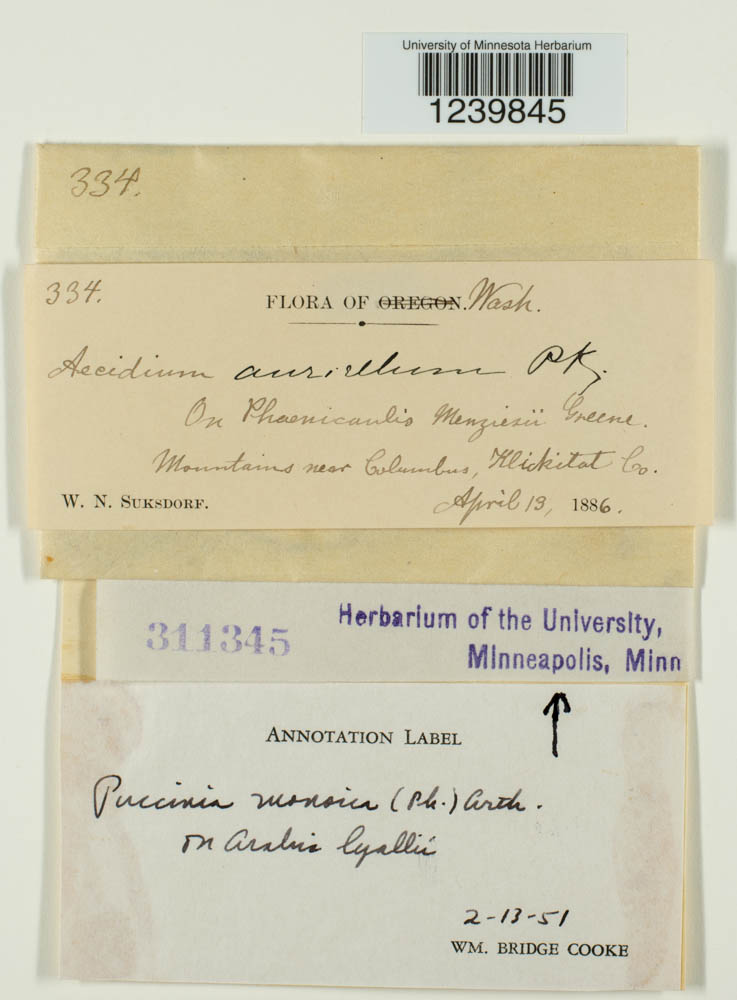 Puccinia monoica image