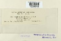 Puccinia monoica image