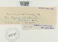 Puccinia montanensis image