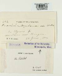 Puccinia montanensis image