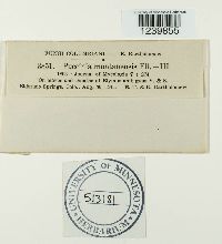 Puccinia montanensis image