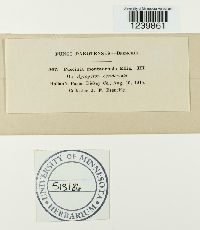 Puccinia montanensis image