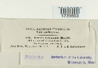 Puccinia montanensis image