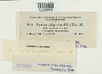 Puccinia montanensis image