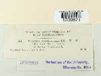 Puccinia montanensis image