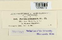 Puccinia montanensis image