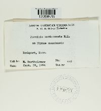 Puccinia montanensis image