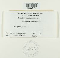 Puccinia montanensis image