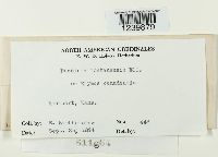 Puccinia montanensis image