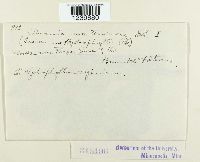 Puccinia montanensis image