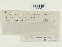 Puccinia montanensis image