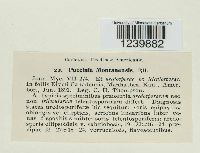 Puccinia montanensis image