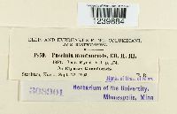 Puccinia montanensis image