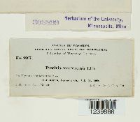 Puccinia montanensis image