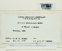 Puccinia montanensis image