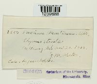 Puccinia montanensis image