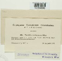 Puccinia montanensis image