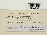 Puccinia montanensis image