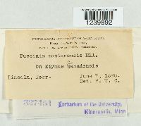 Puccinia montanensis image