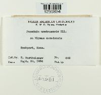 Puccinia montanensis image