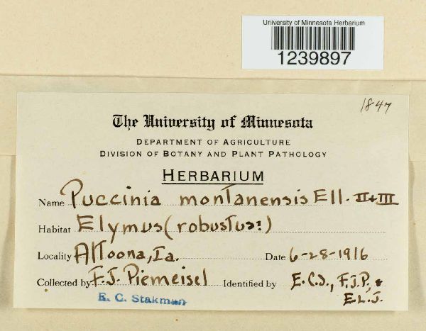 Puccinia montanensis image