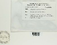 Puccinia obscura image